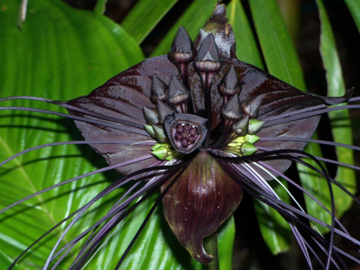 Такка Шантрье черная Лилия