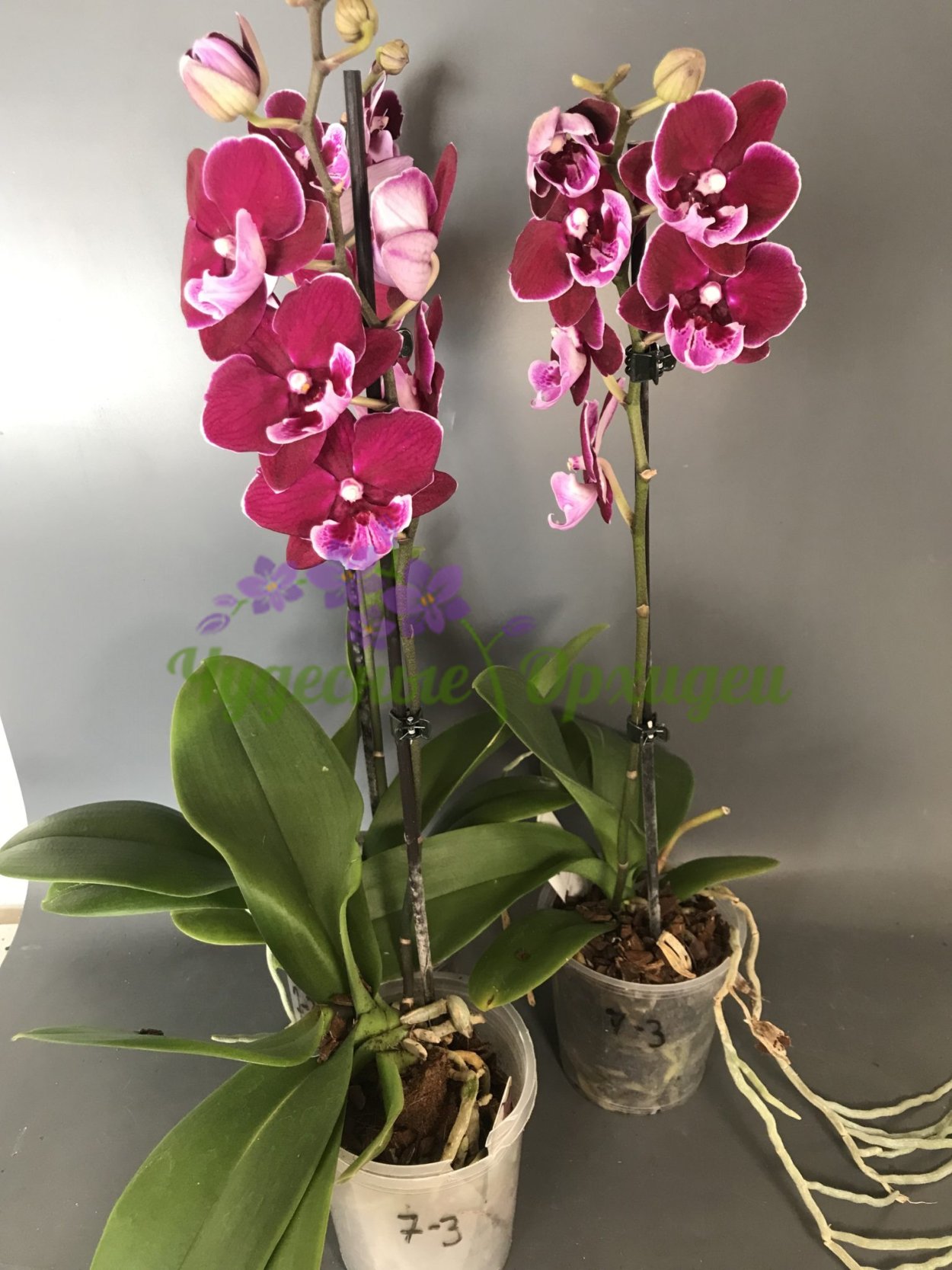 Фаленопсис sparkling Kizz