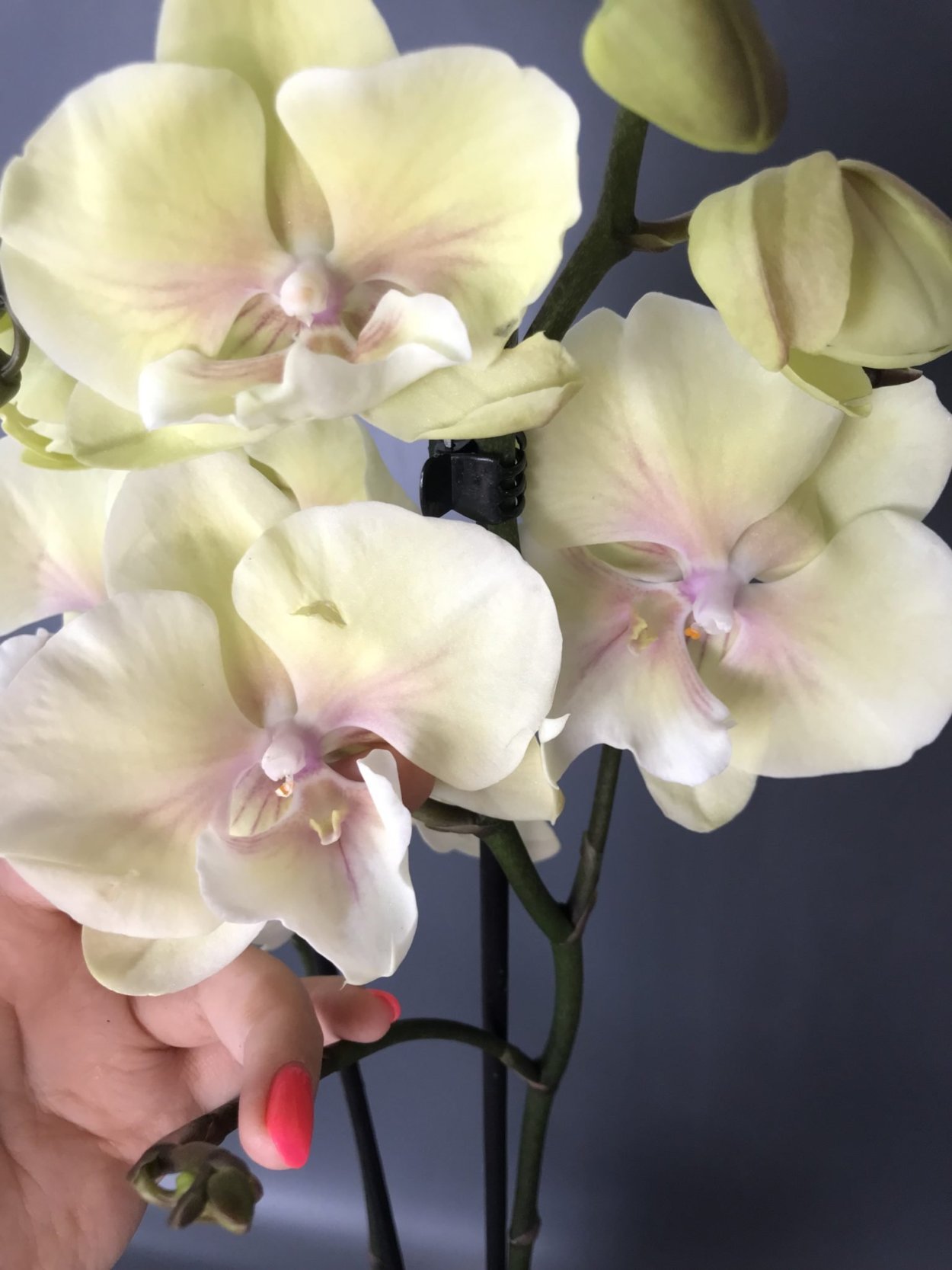 Орхидея Биг лип Леонтин