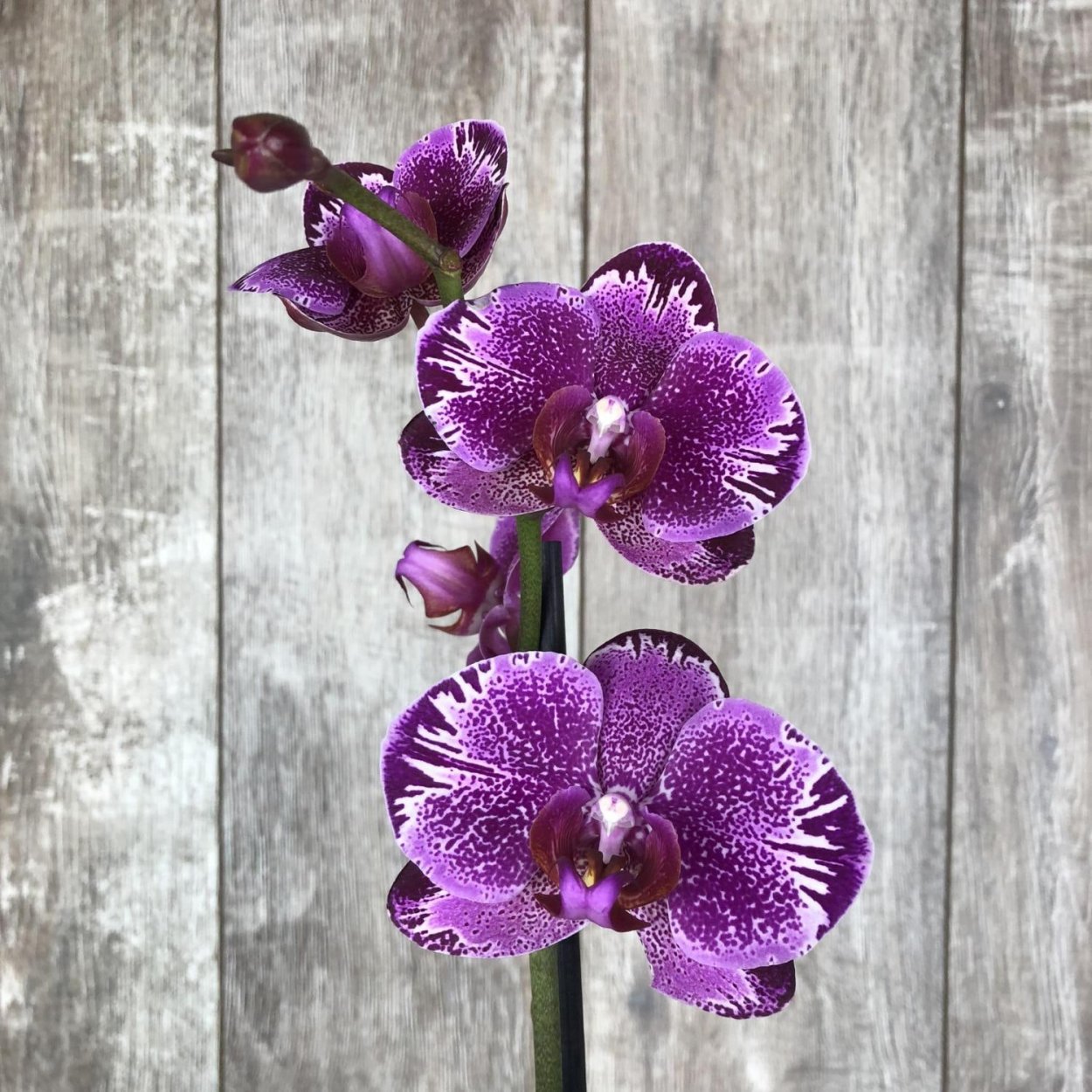 Phalaenopsis Queens Kizz - орхидеи