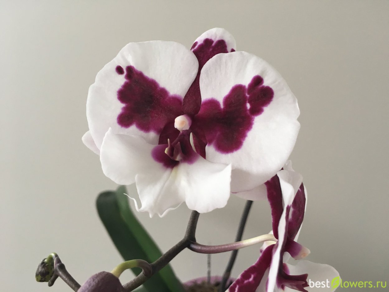 Фаленопсис Биг лип Мелоди