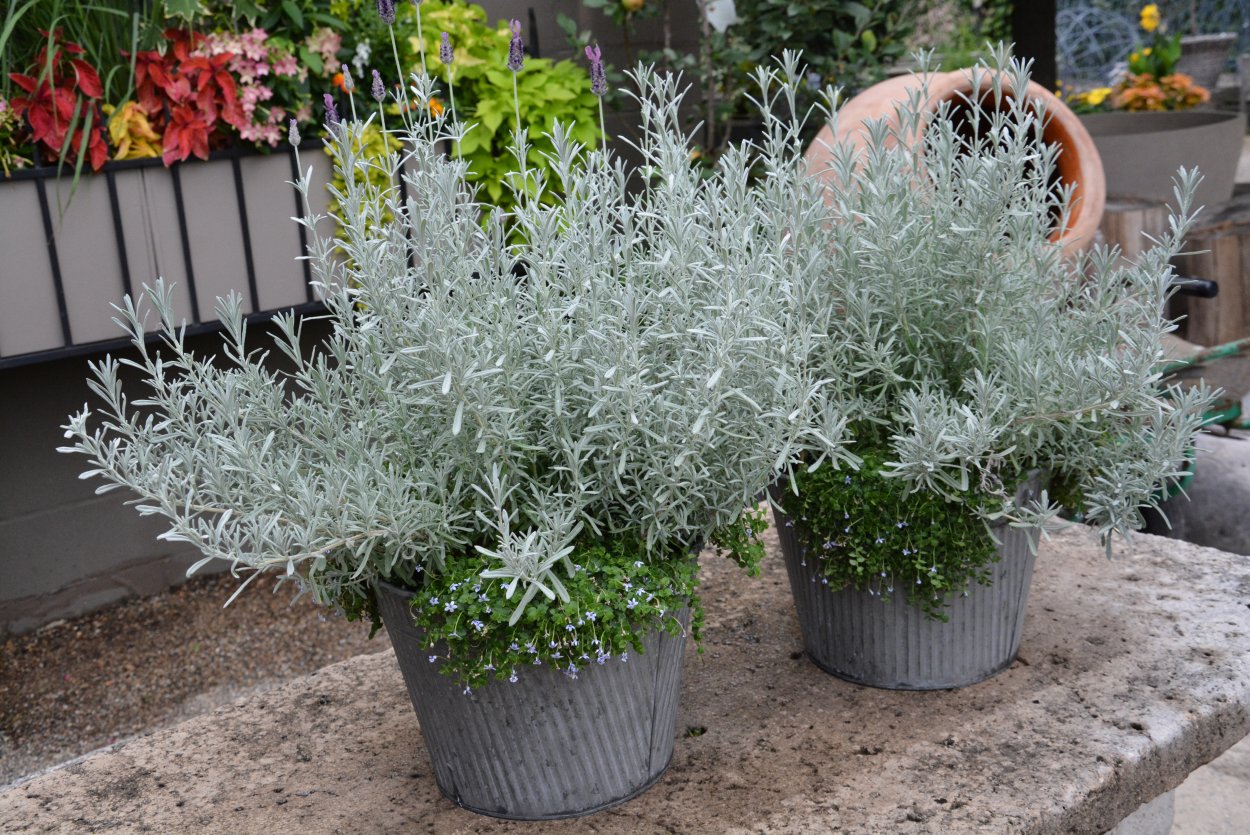 Дихондра серебристый водопад