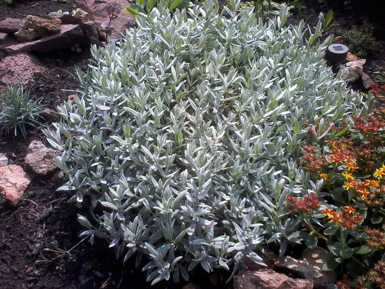 Эписция комнатное растение