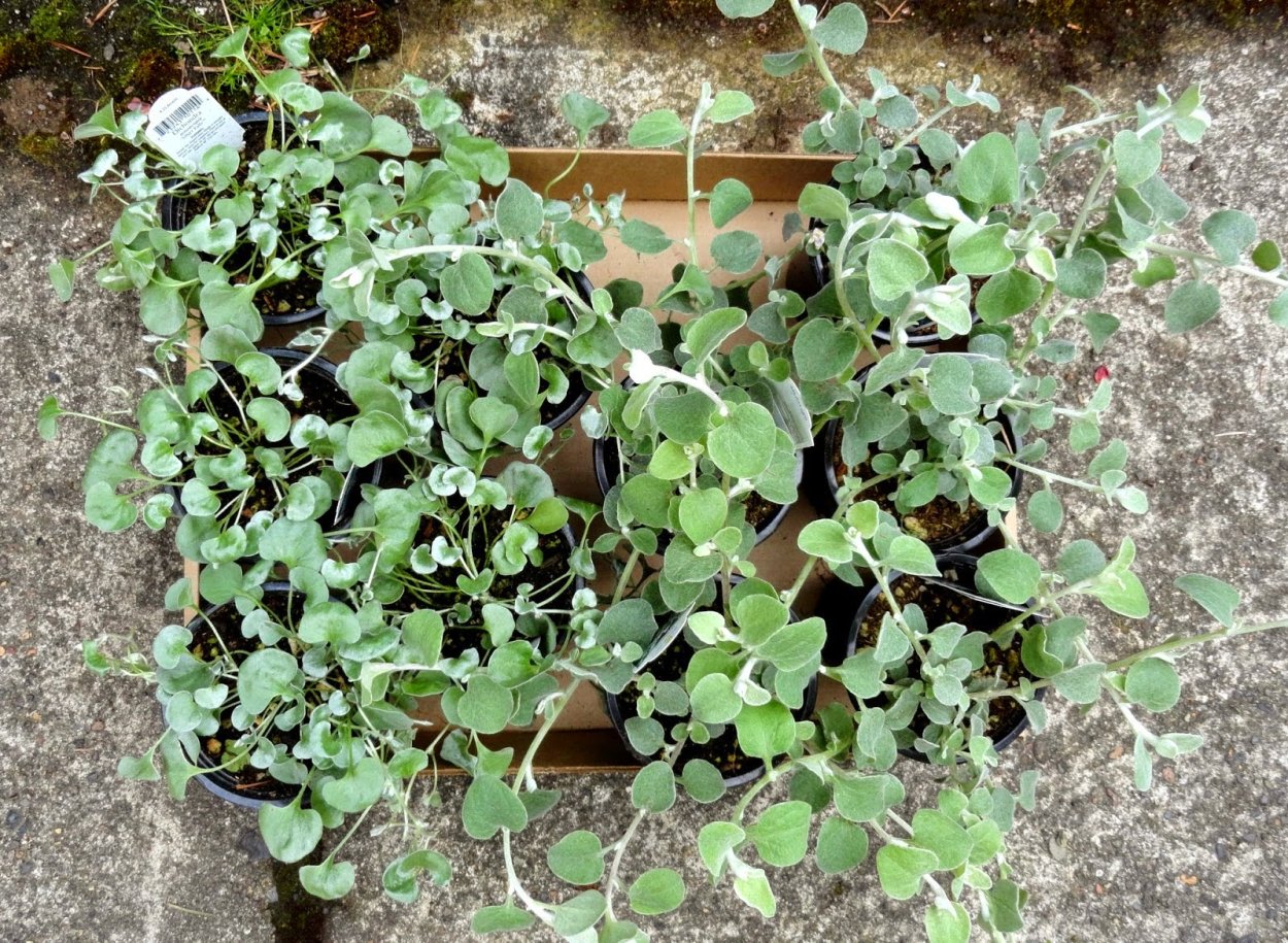 Традесканция Приречная мелколистная