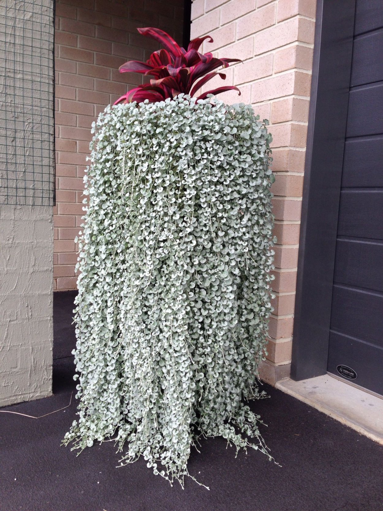 Сорняк похожий на дихондру