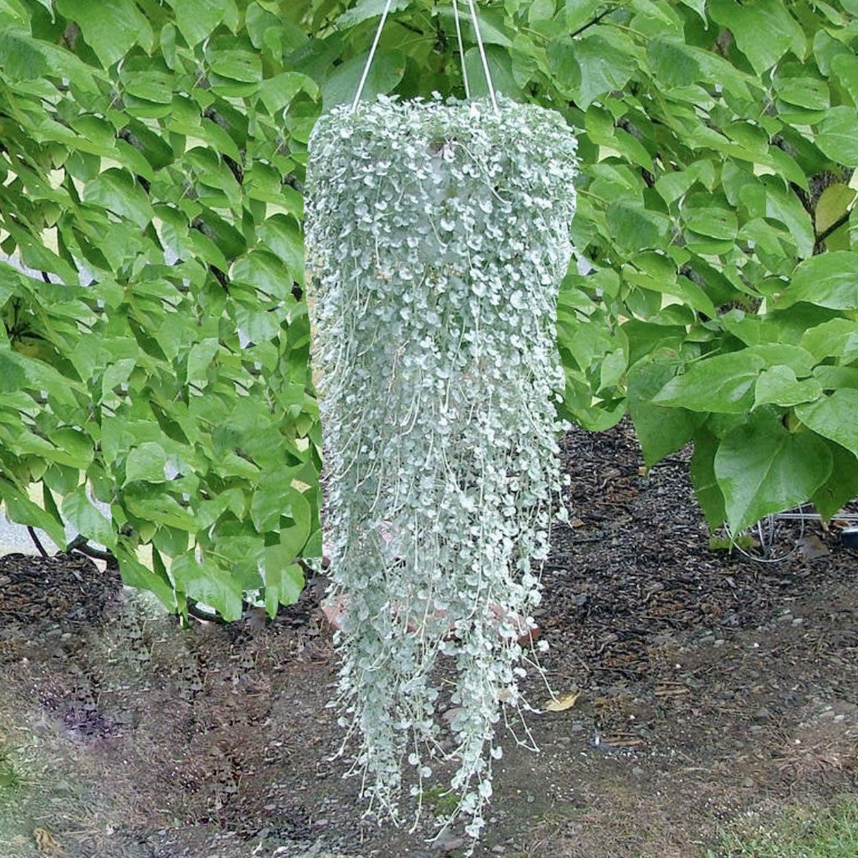 Дихондра Сильвер Фоллс