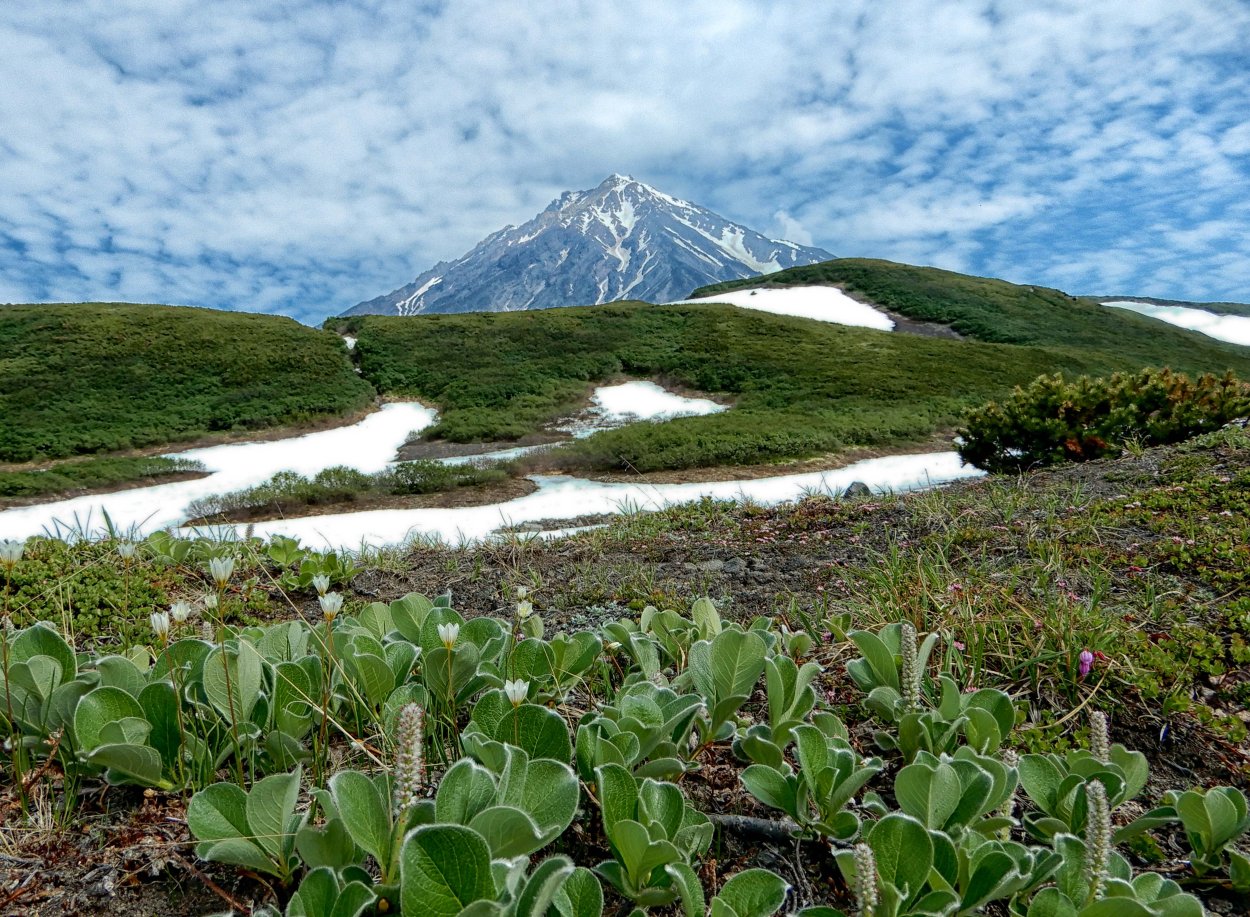 Корякский заповедник Флора