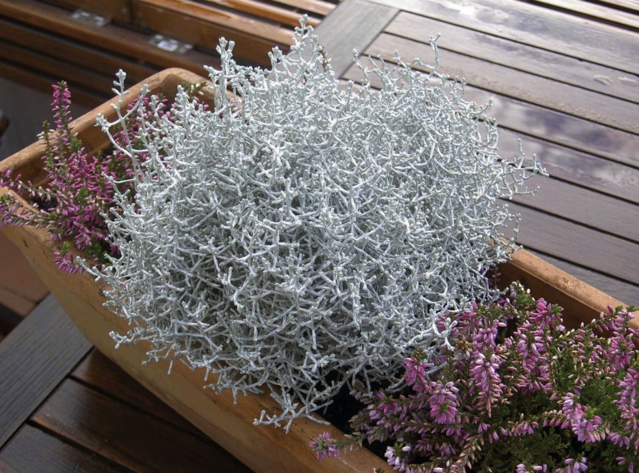 Фиттония Вершаффельта зеленая