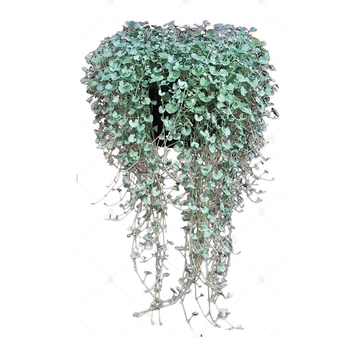 Дихондра серебристый водопад