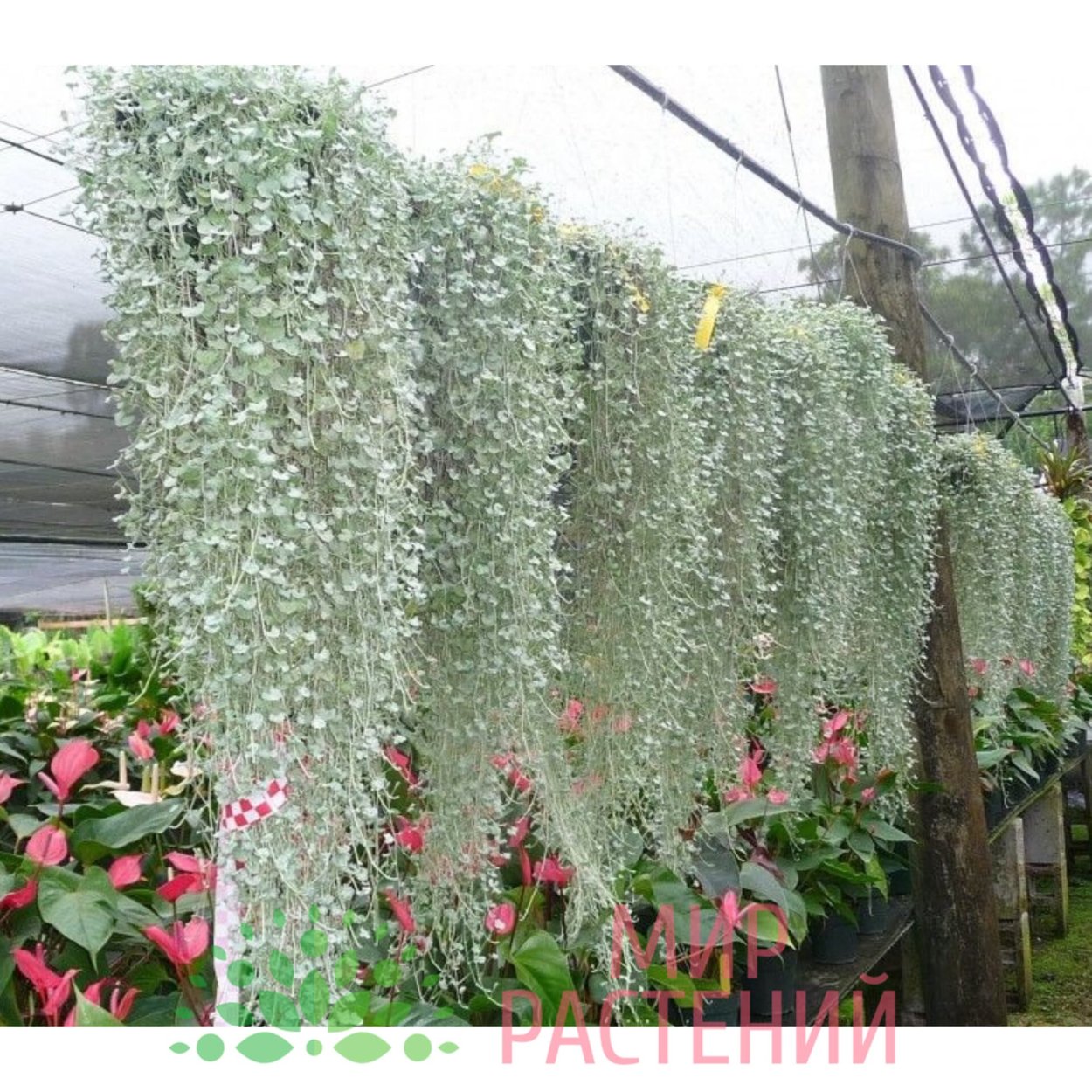 Сциндапсус Пиктус Сильвер