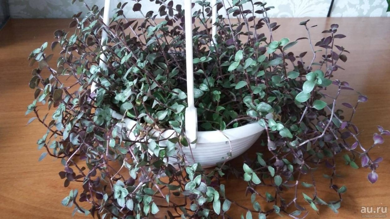 Дихондра серебристый водопад