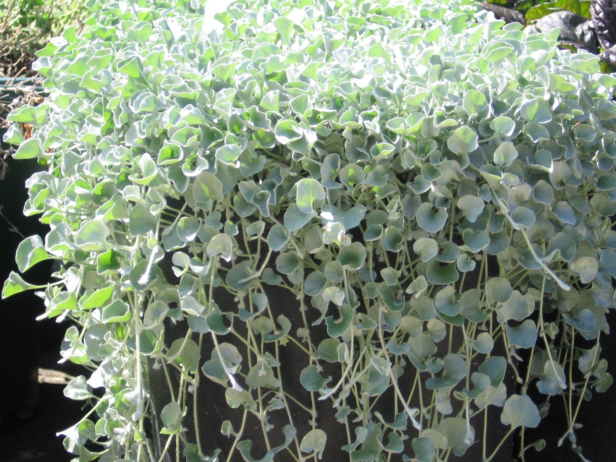 Гелихризум petiolare