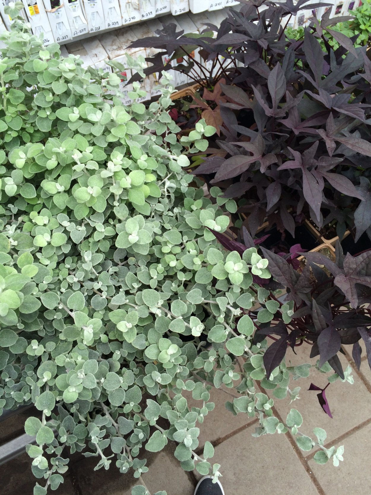 Дихондра серебристый