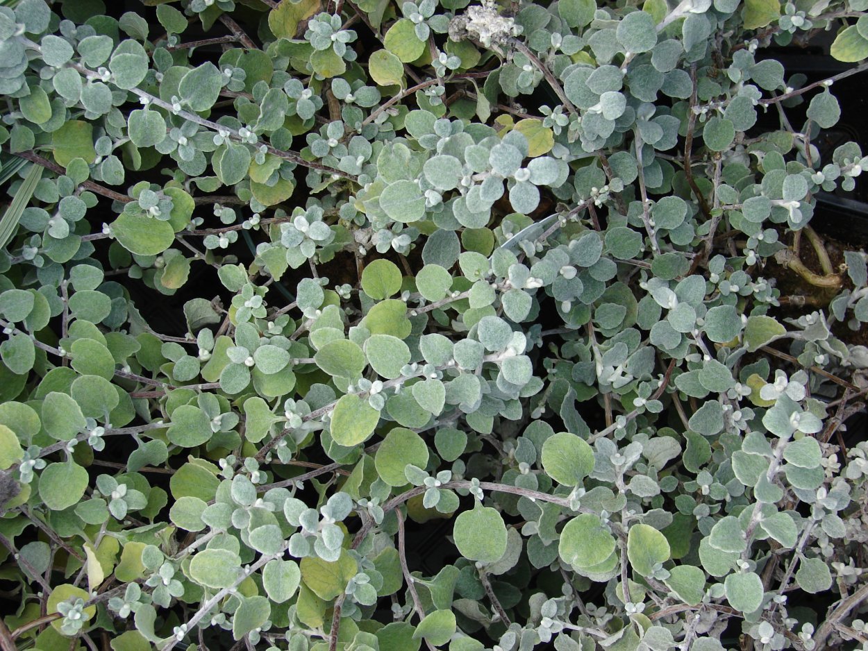 Гнафалиум шерстистый