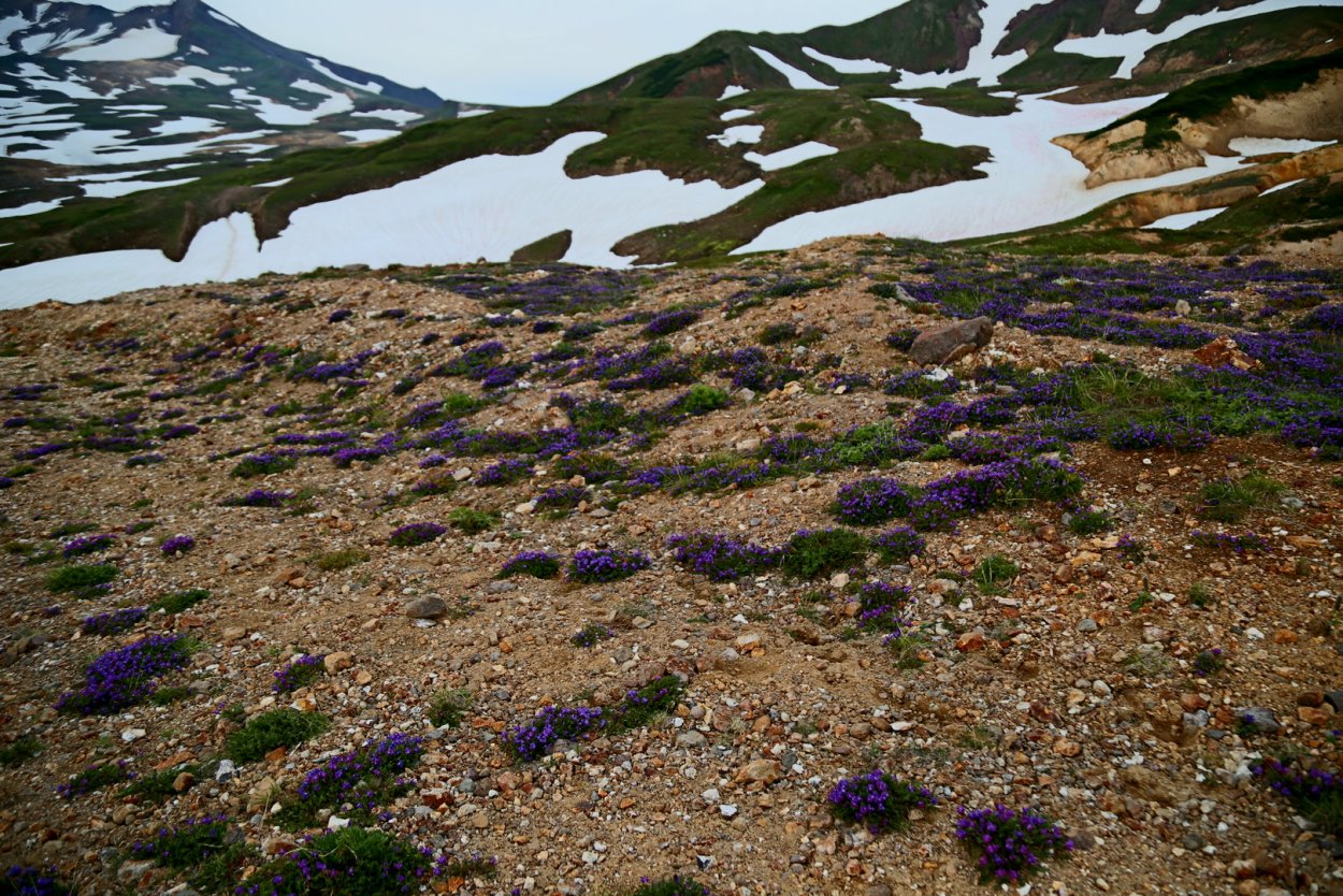 Камчатка полевые цветы