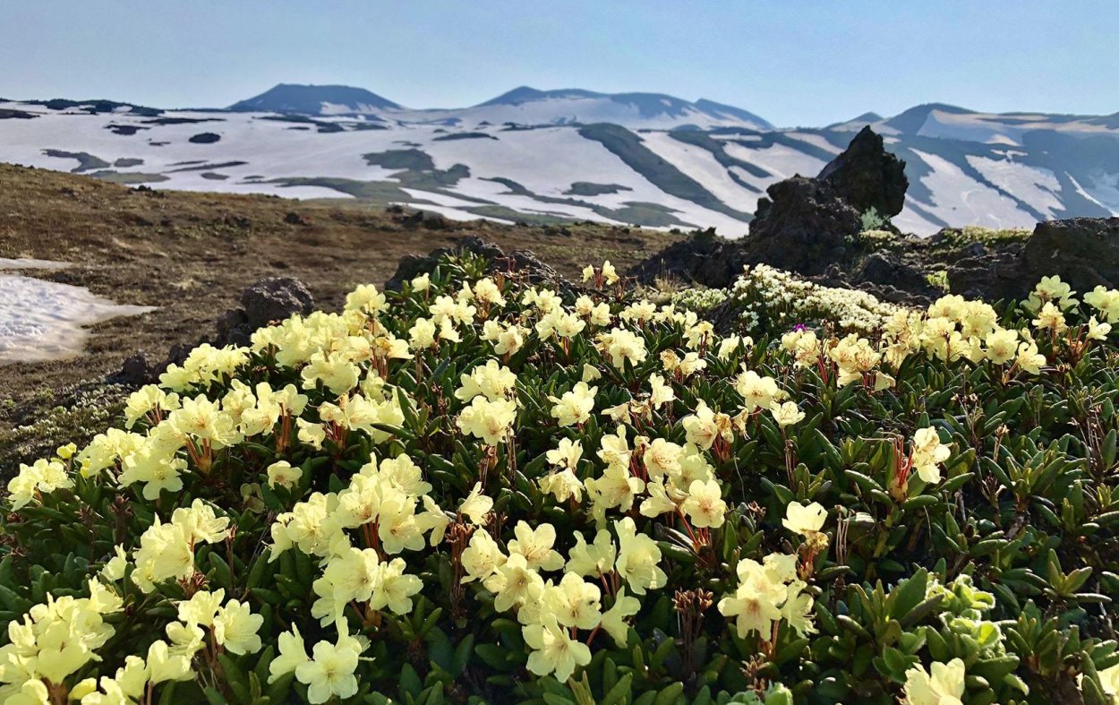 Цветы на вулкане Горелый