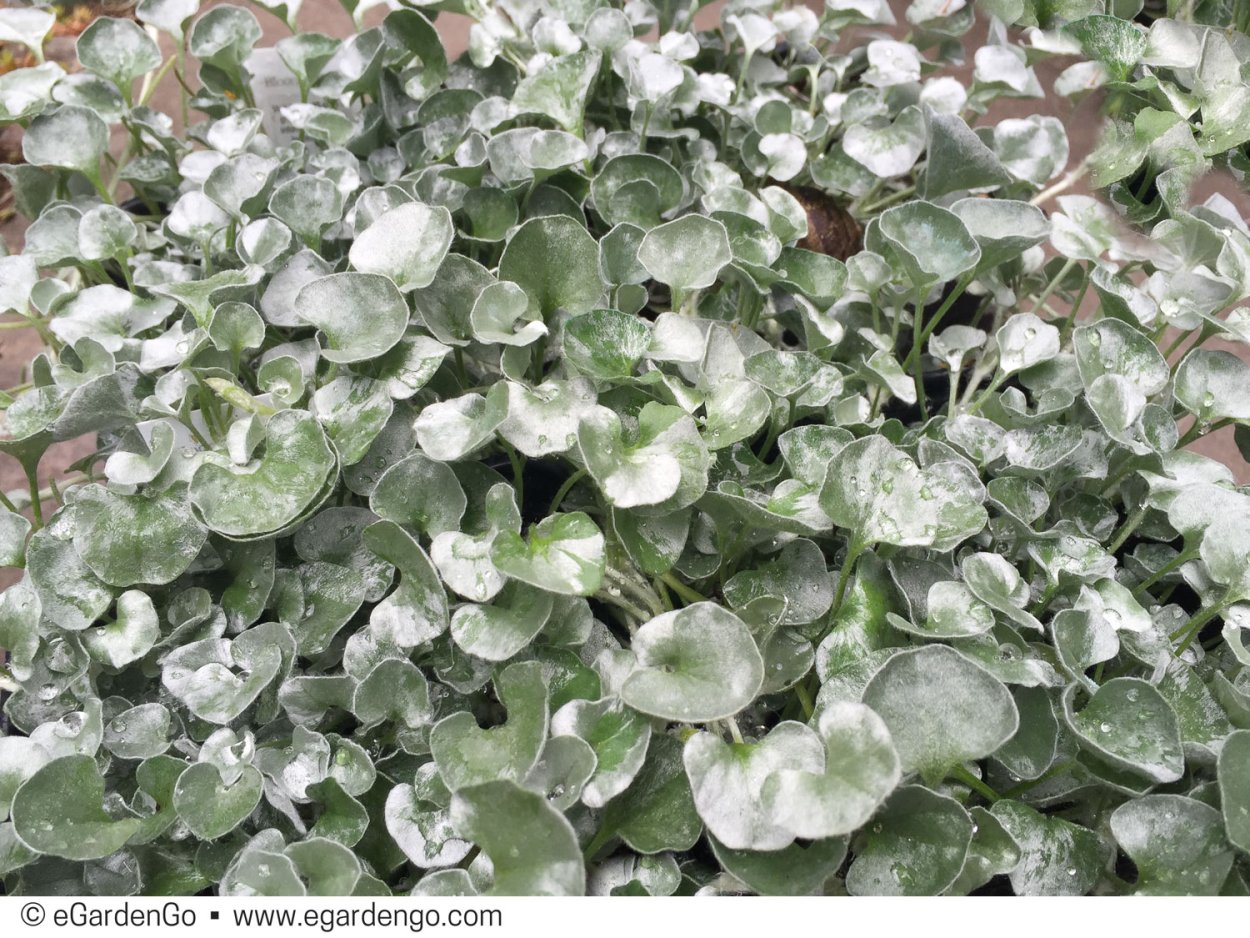 Дихондра Сильвер Фоллс