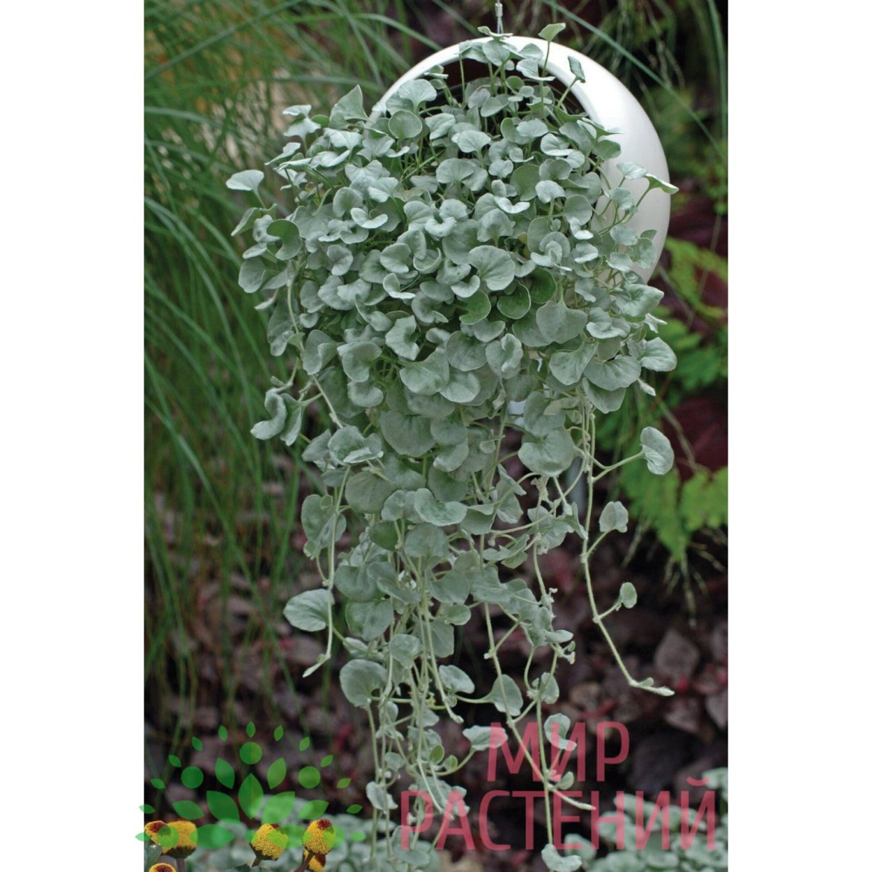 Гелихризум Вариегата черешковый