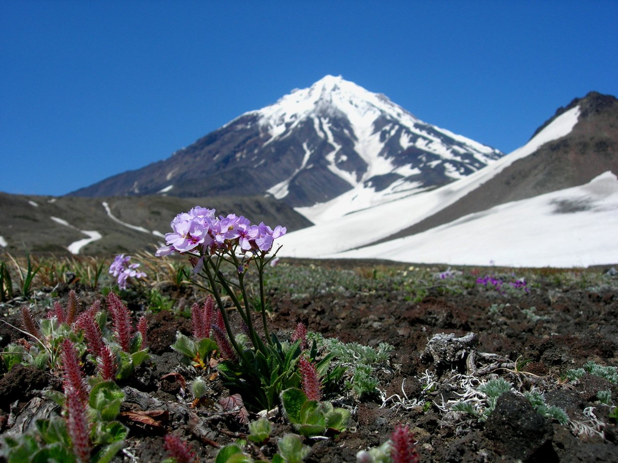 Рододендрон Архыз