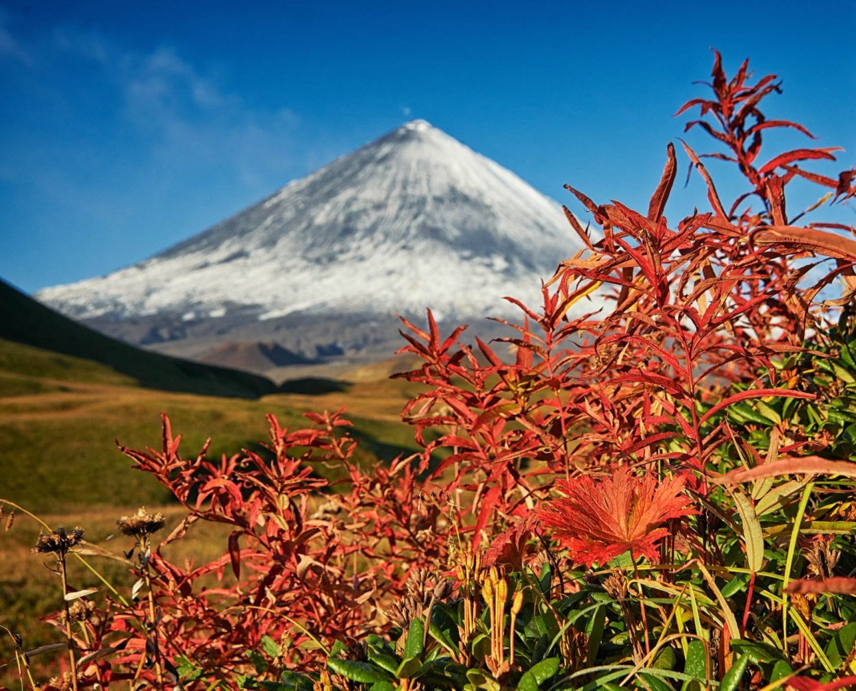 Рододендрон Эльбрус