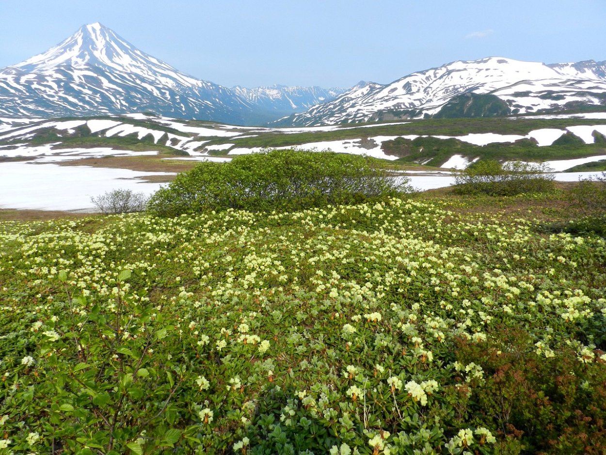 Цветущая Камчатка