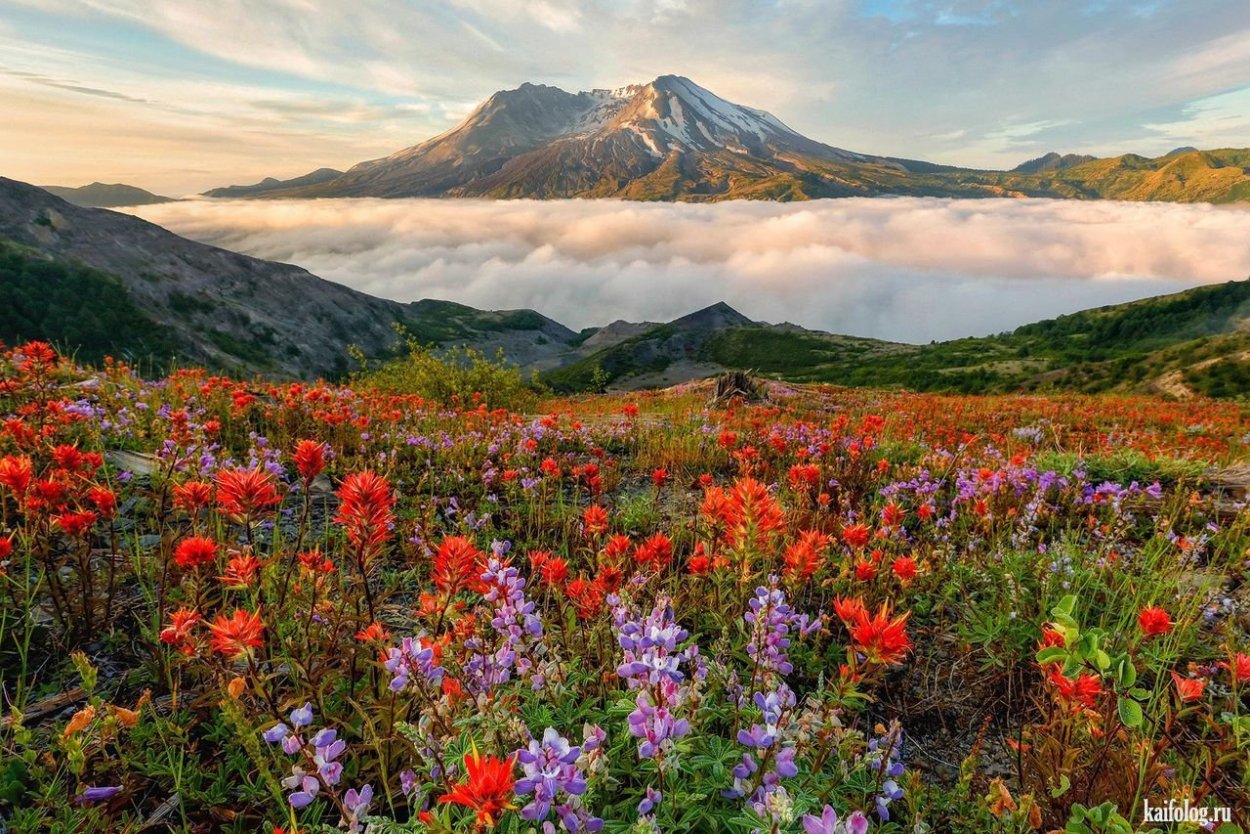 Первоцветы Камчатки