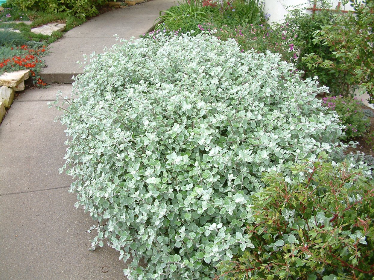 Плектрантус Сильвер