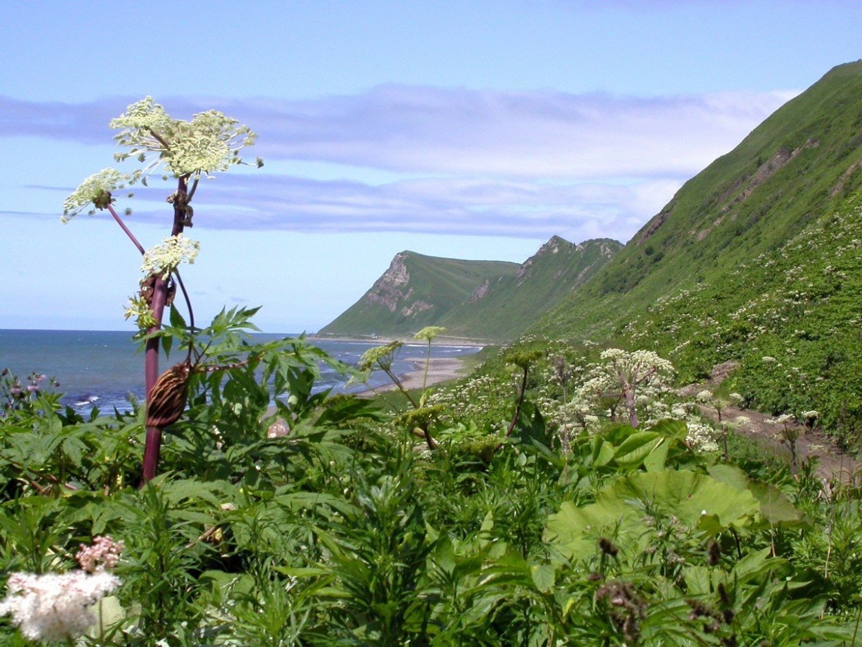 Альпийские Луга Камчатки