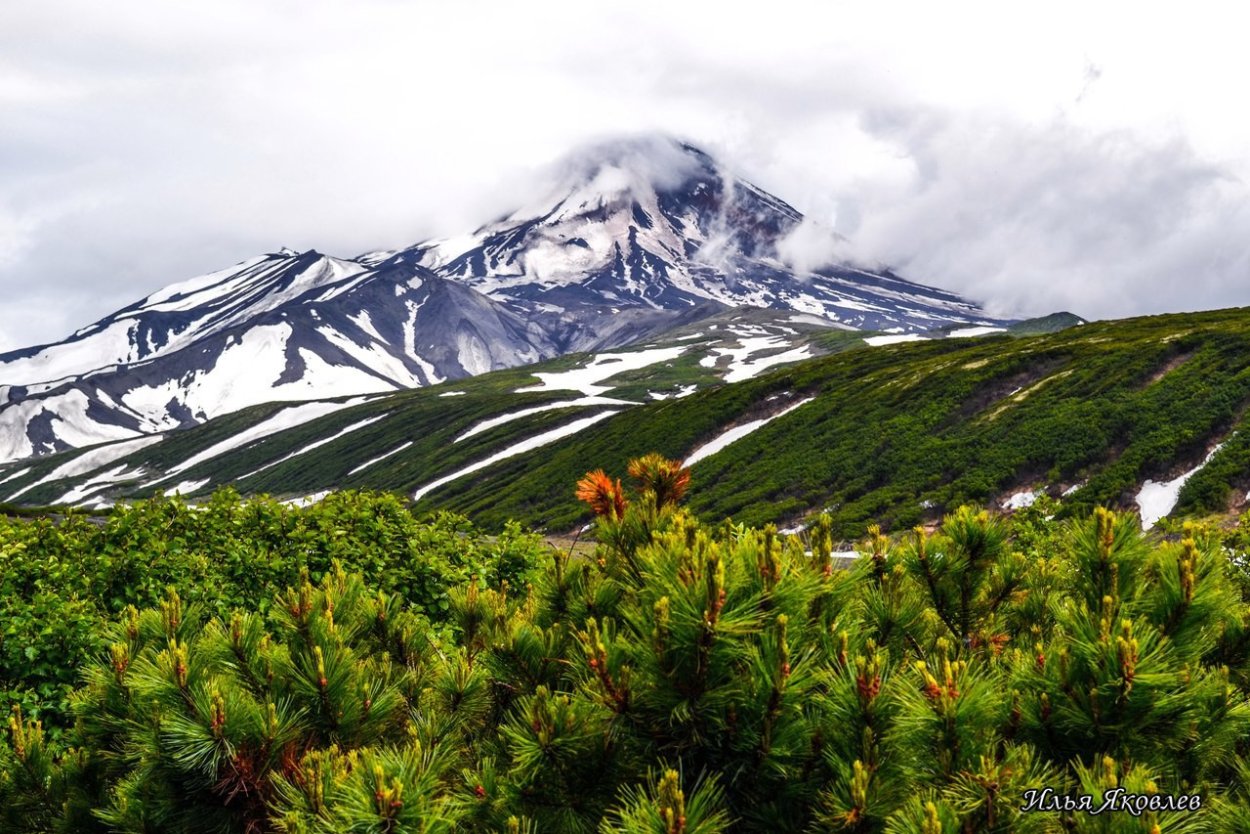 Камчатка огромные растения