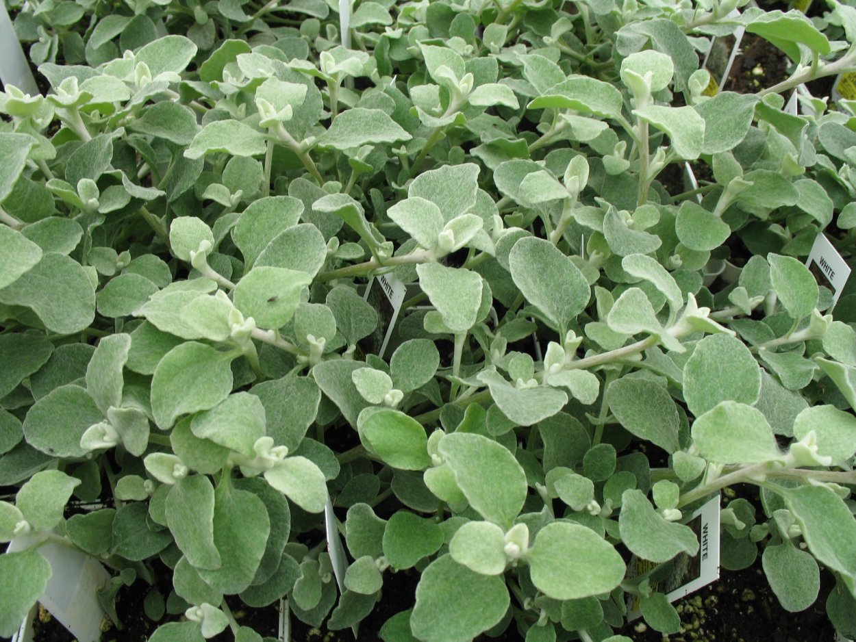 Чистец шерстистый семена