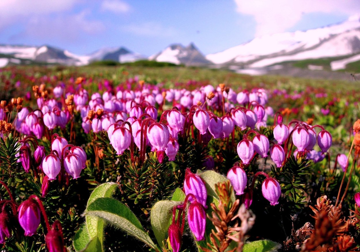 Рододендрон Камчатский