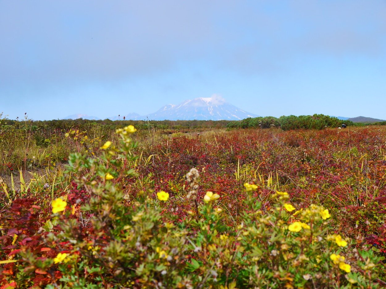 Горная тундра Камчатки