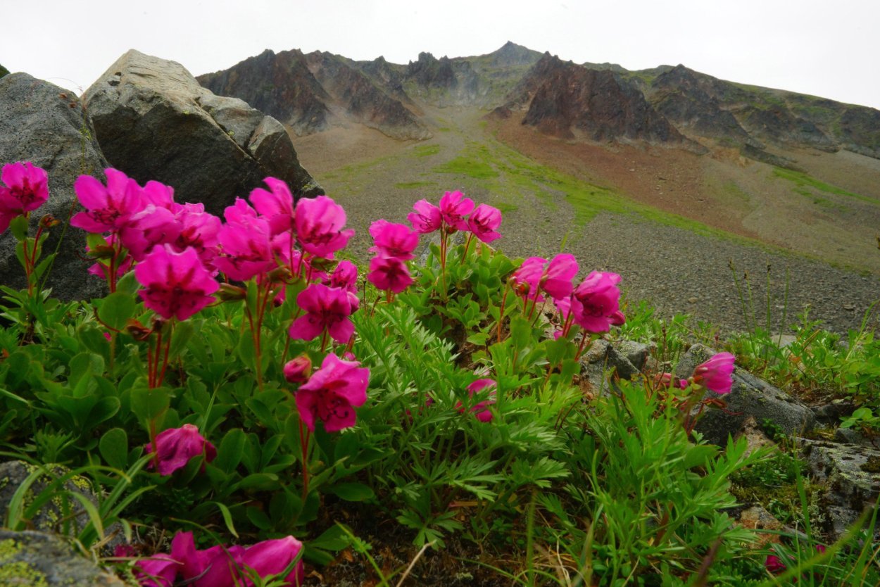 Камчатка Тундровая растительность