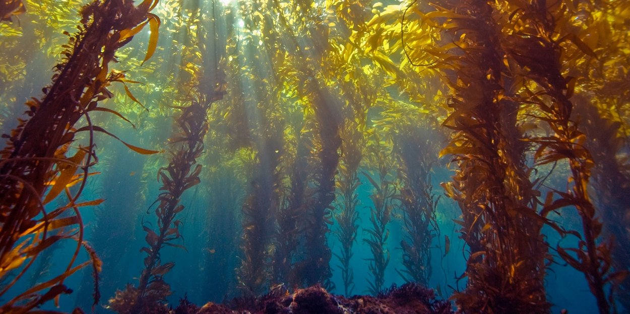 Каньо Кристалес водоросли зеленые