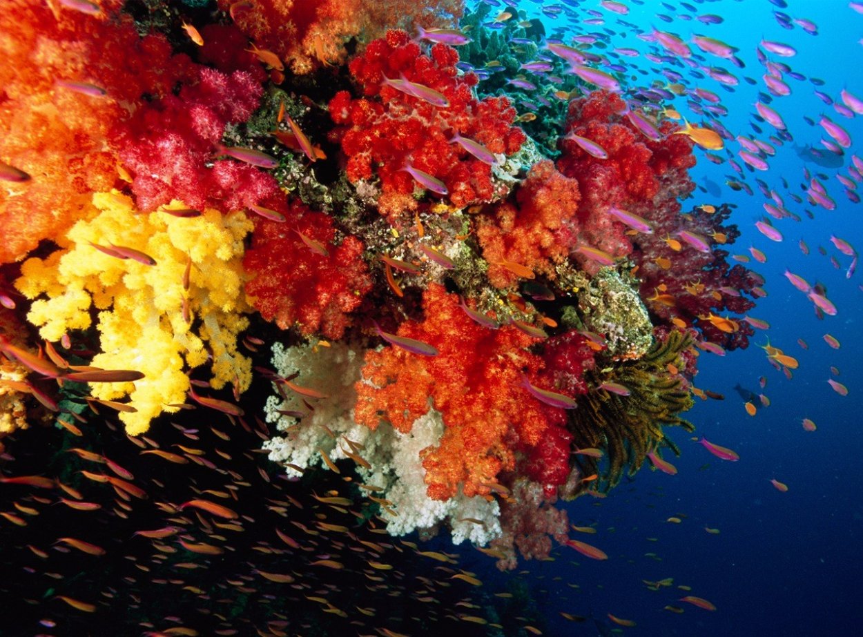 Лессония ламинариевидная