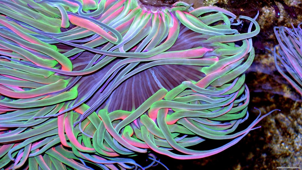 Морские водоросли Эстетика