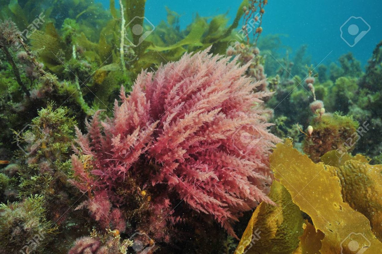 Анфецилин водоросли