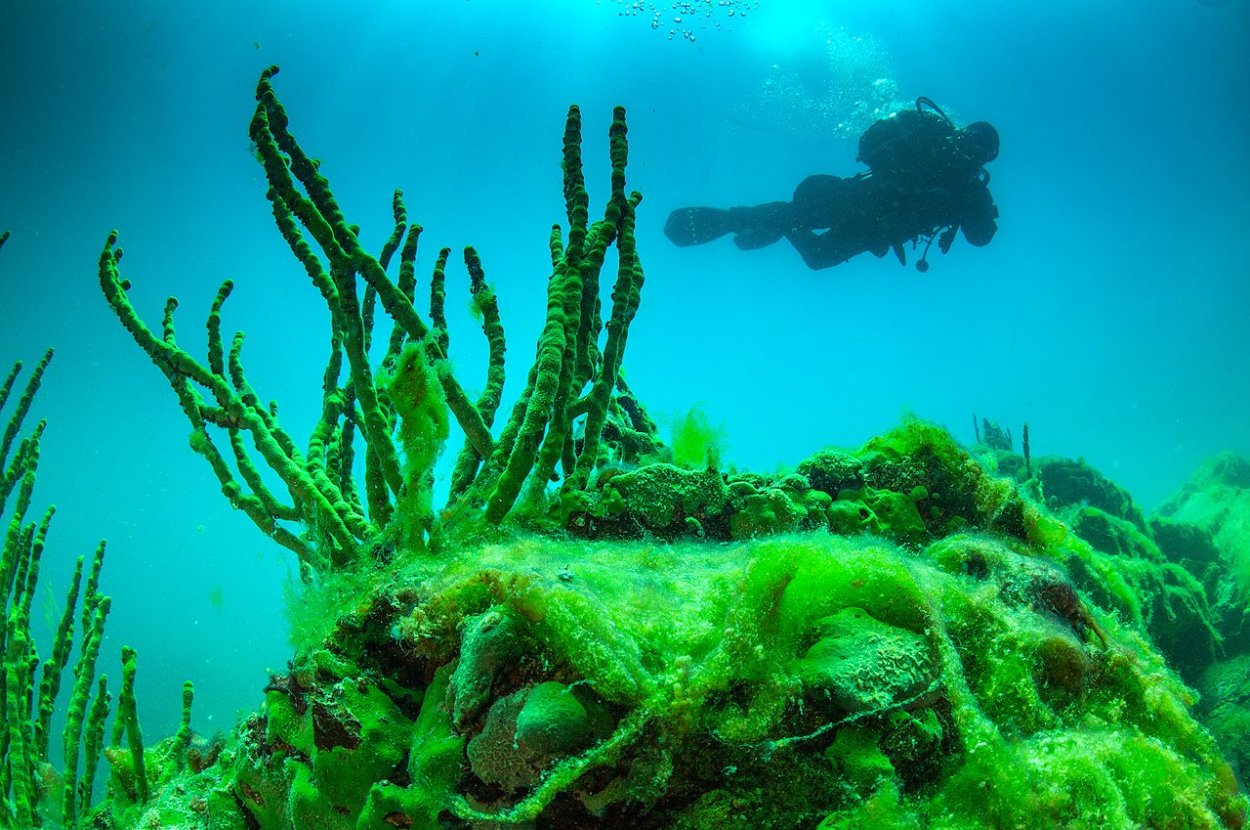 Морские водоросли каррагинан