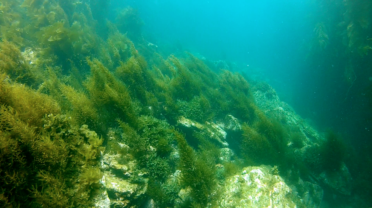 Красные водоросли ордовика