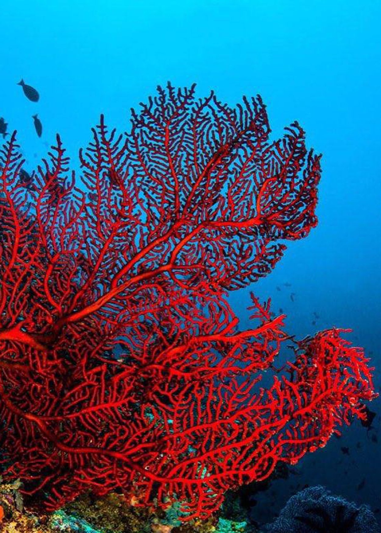 Нитчатая водоросль спирогира