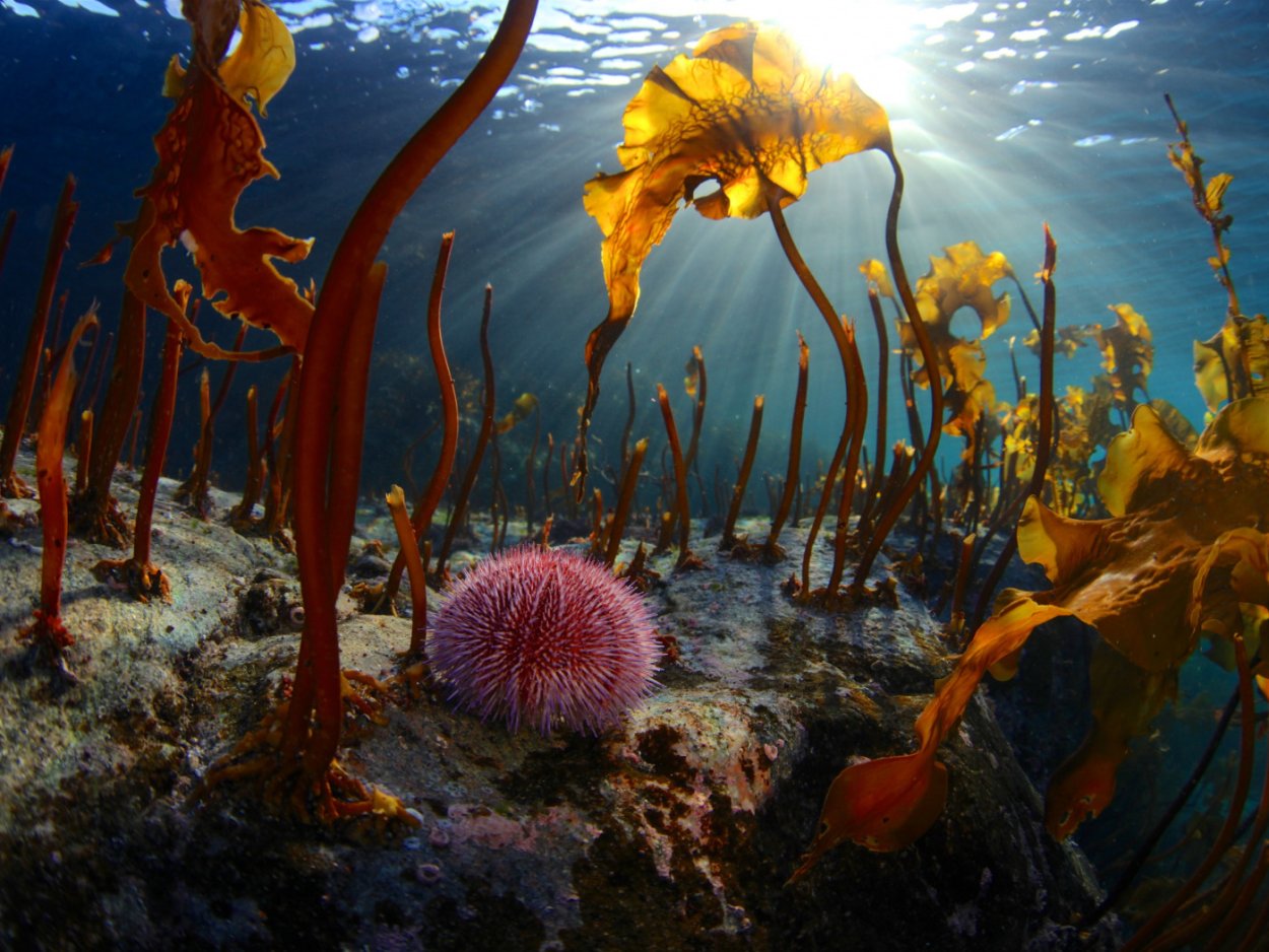 Многоклеточные морские водоросли