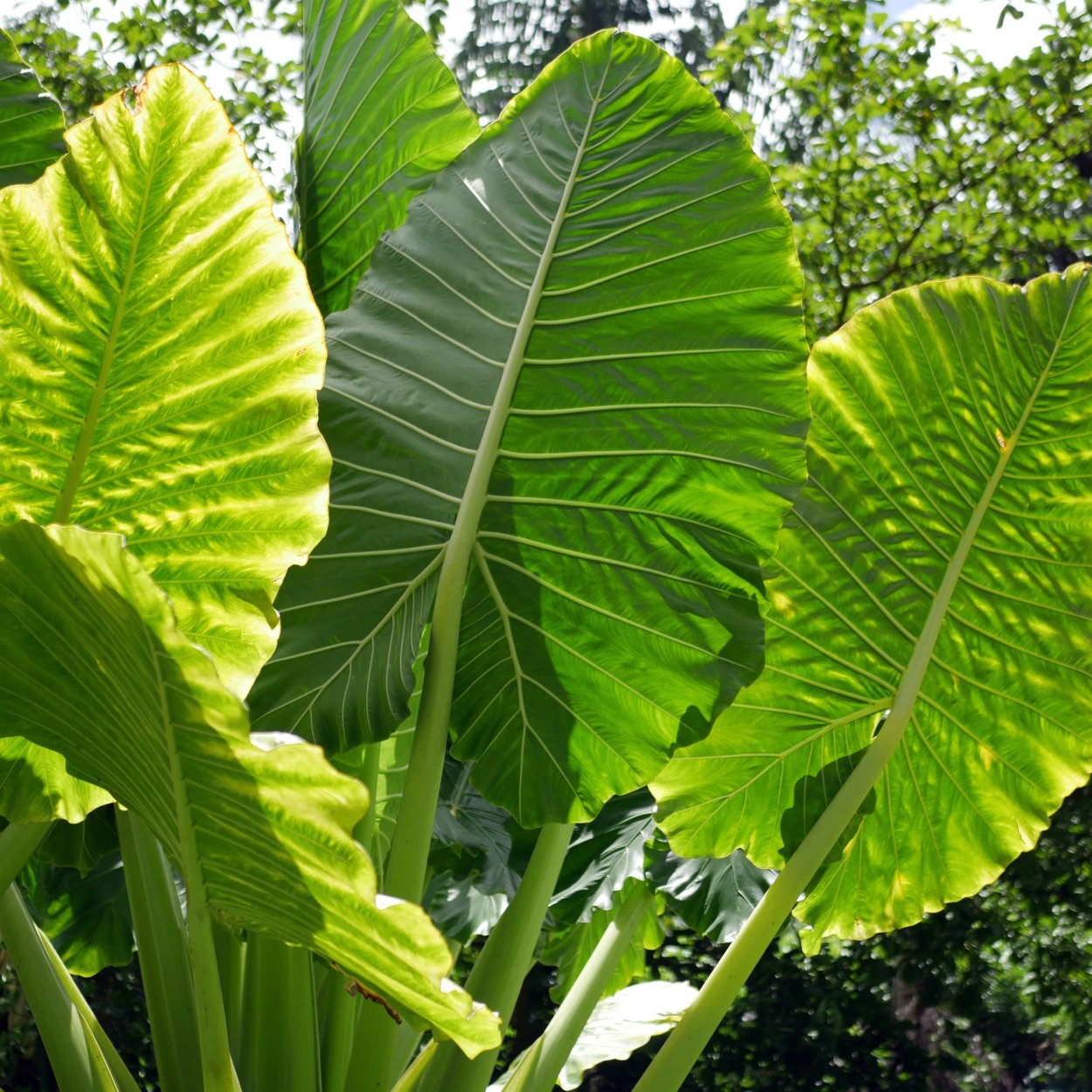 Alocasia macrorrhiza