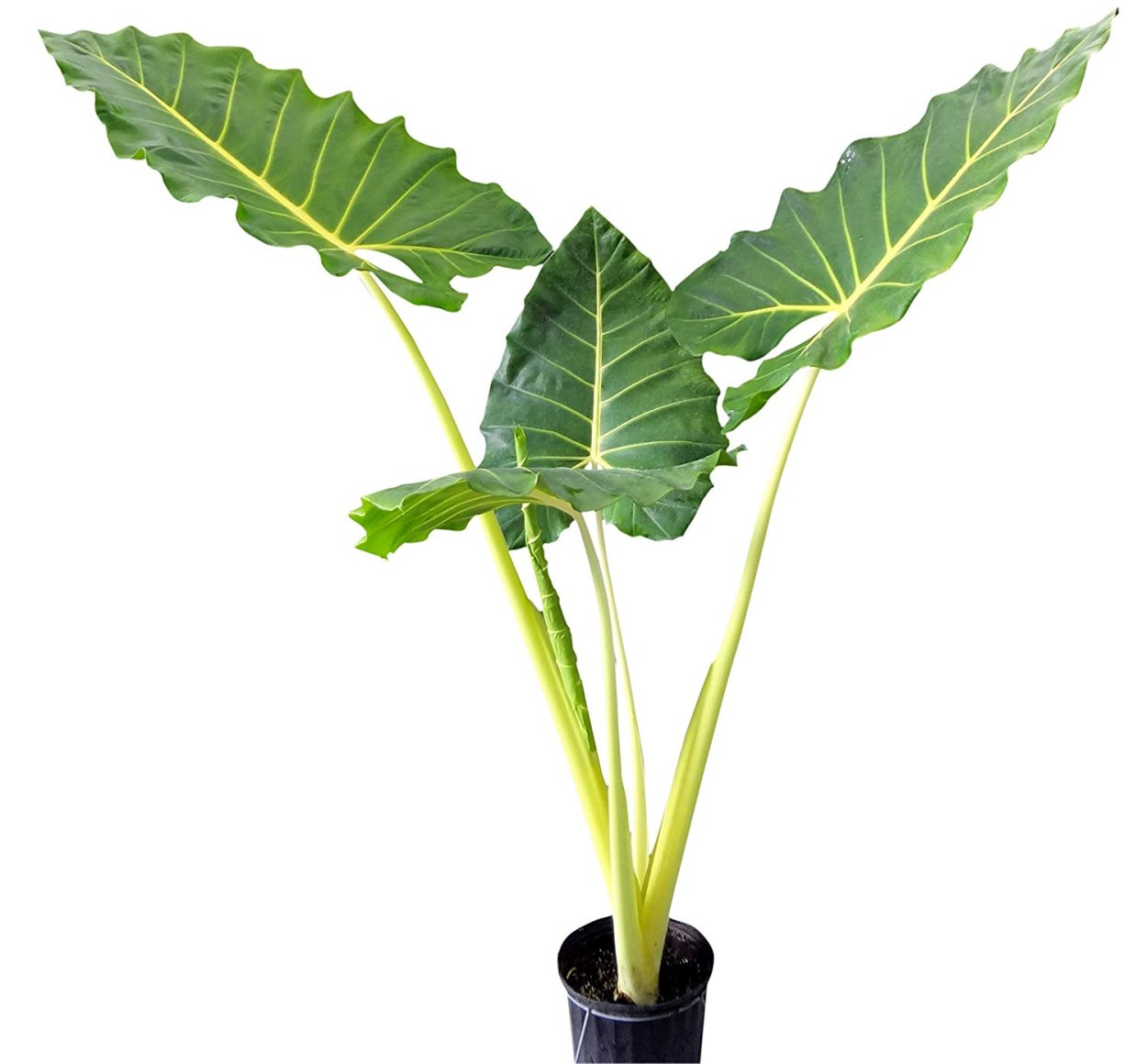 Алоказия Арма крупнокорневая