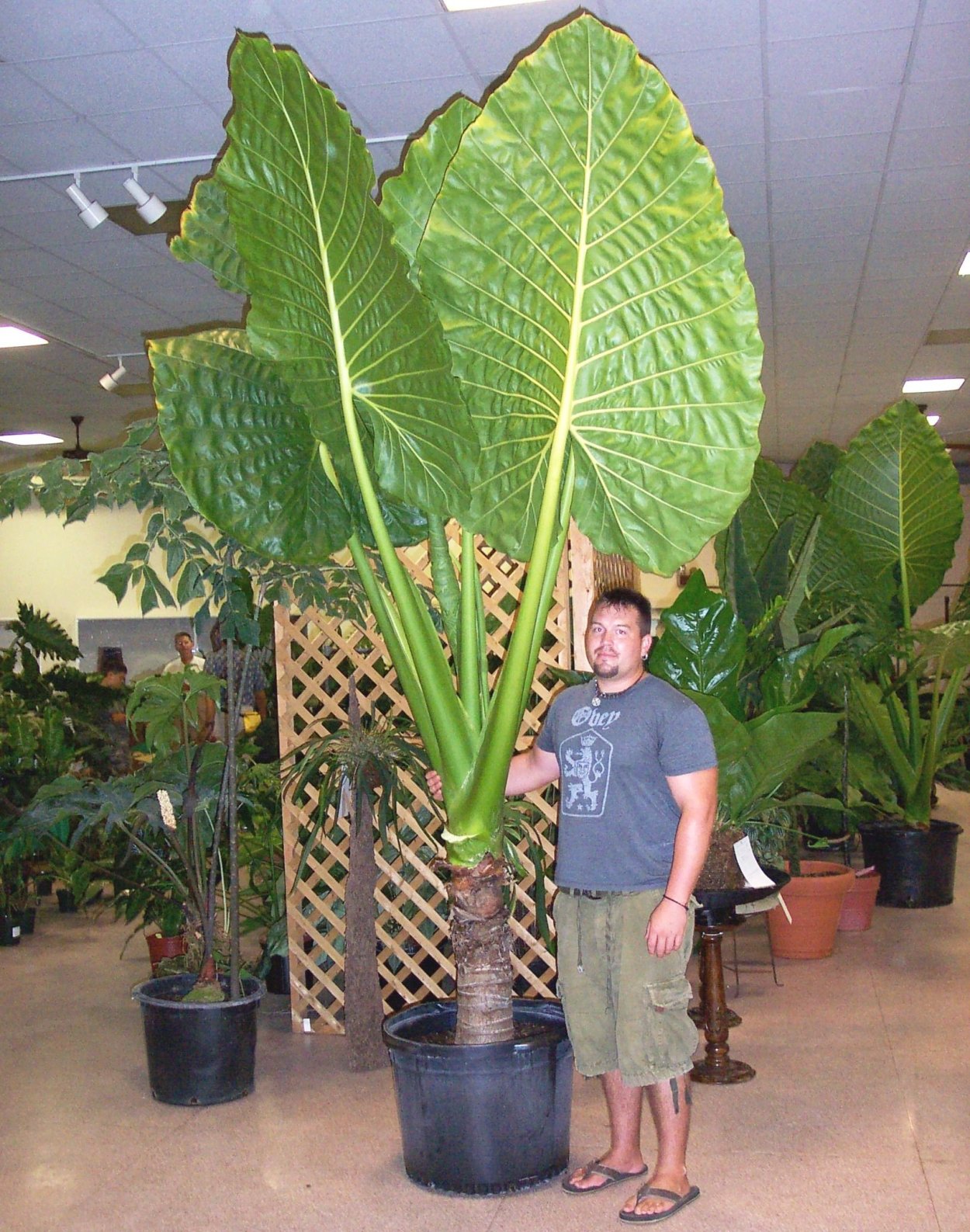 Алоказия крупнолистная