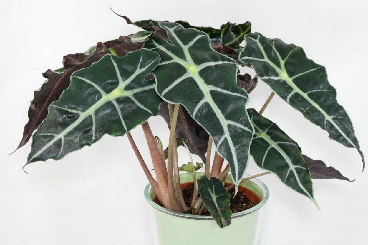 Алоказия Кобра