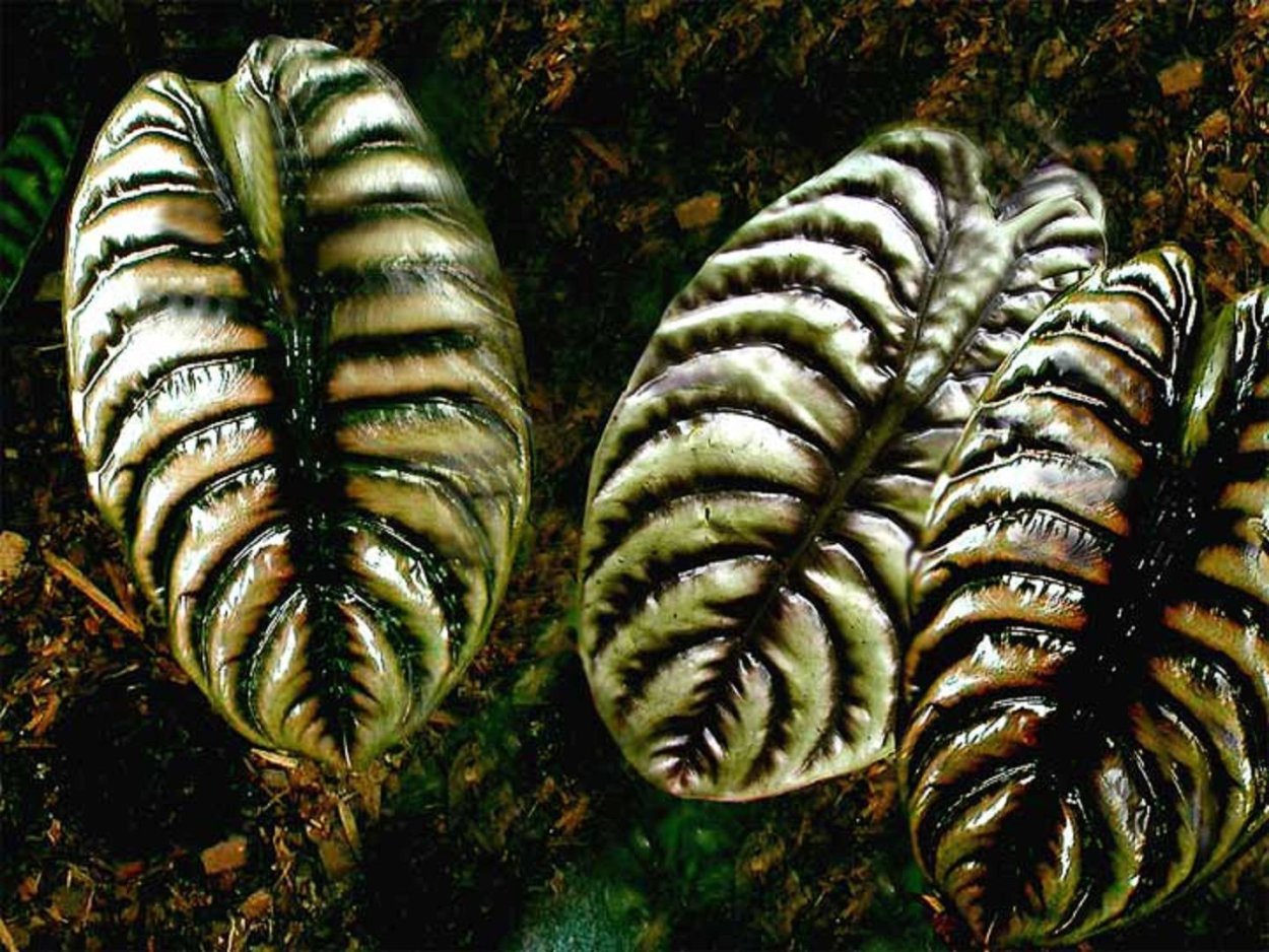 Алоказия Медно-красная