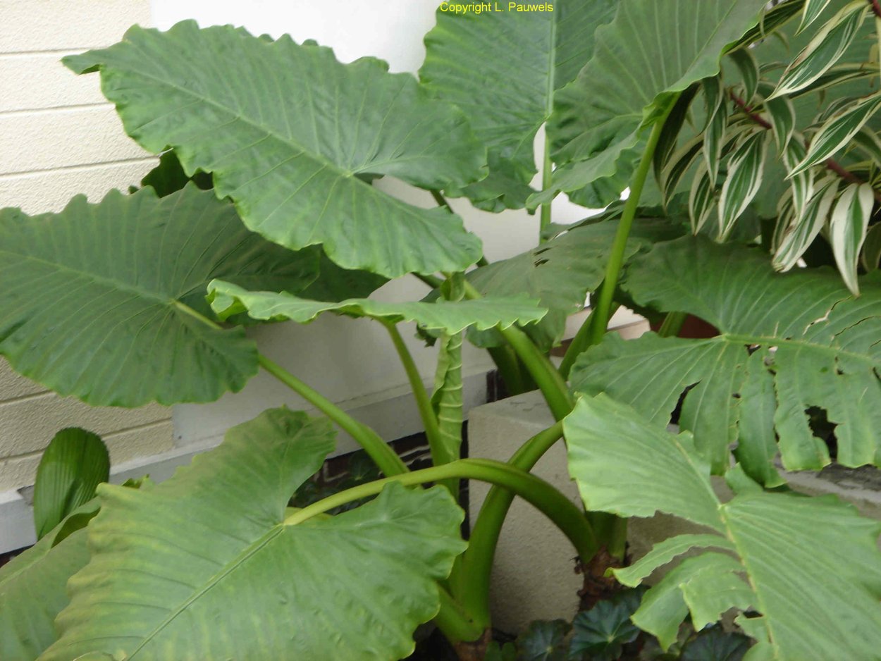 Алоказия крупнокорневая в горшке