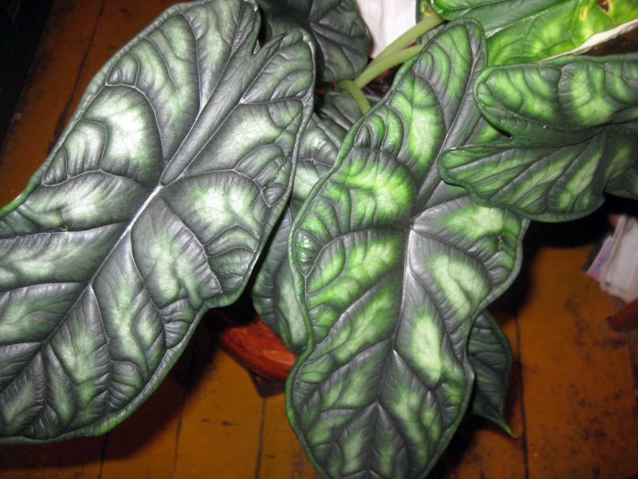 Алоказия красная с зелеными прожилками