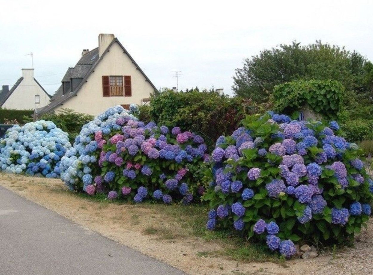 Гортензия крупнолистная в саду