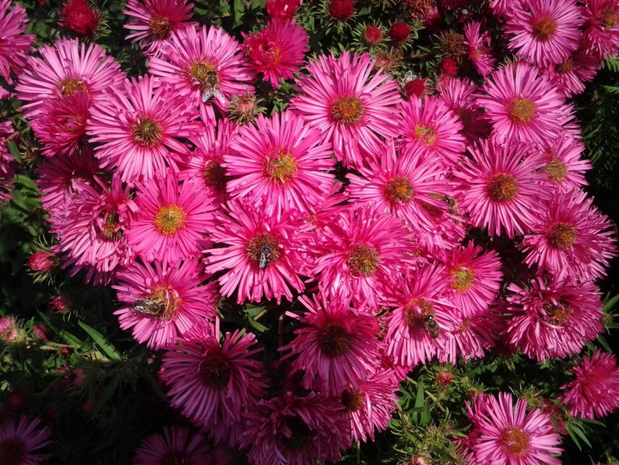 Рододендрон многолетний